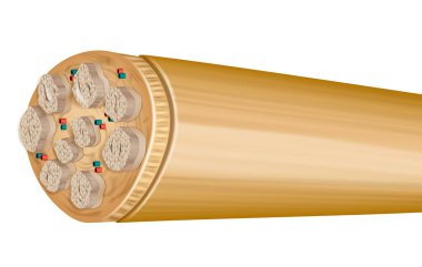 Faşist ve Bağlayıcı Katmanlı Çevresel Sinir Çapraz Bölümü. Periferik Sinir Sistemi 'ndeki Sinir Faşistlerinin Detaylı Resimleri. Anatomik Yapı