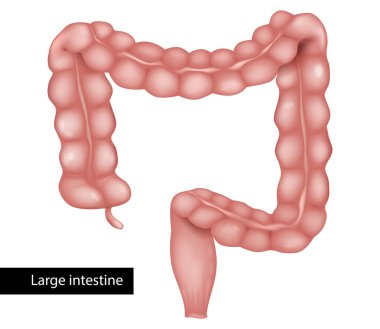 Kalın bağırsak anatomisi, bağırsak, rektum, cecum ve apandisiti gösteriyor. Temiz vektör biçimi, beyaz arkaplanda izole edilmiş.