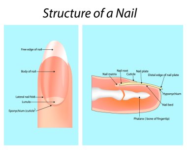 Structure of a Nail. Nail (anatomy) clipart