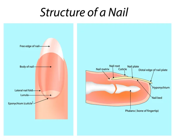 Structure d'un clou. Ongle (anatomie ) — Image vectorielle