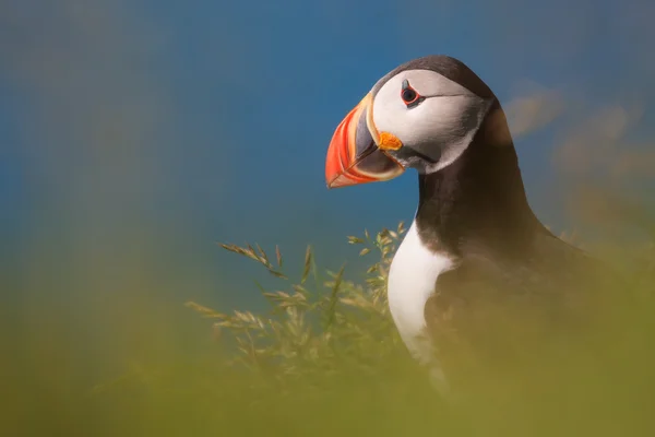 Puffin Royalty Free Stock Photos