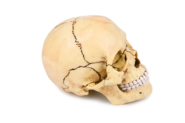 Människans kranium huvud isolerad på vit — Stockfoto