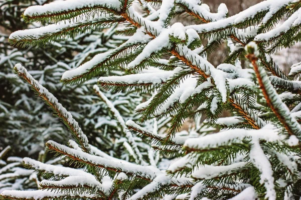 Ветви Ели Снегу Зимнем Лесу — стоковое фото