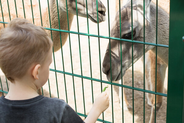 Lamas eating out of the hand of a boy.