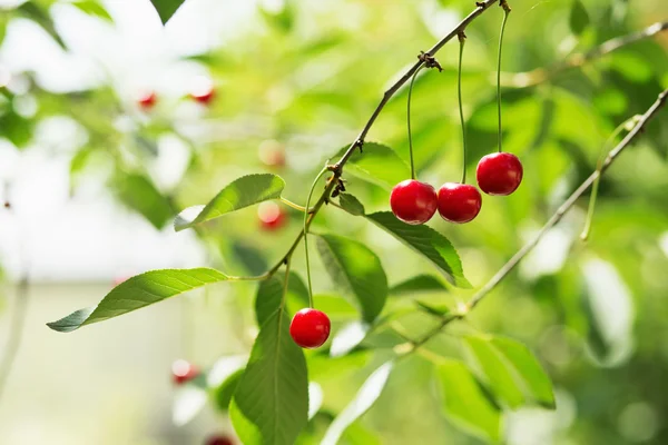 Ripening cherries on a tree in the garden on the farm — Stock Photo, Image