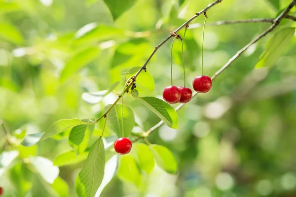 Mûrissement de cerises sur un arbre dans le jardin de la ferme . — Photo