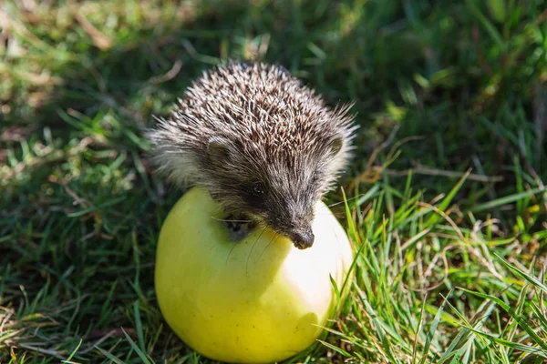 Hedgehog Apple Erinaceus Europaeus Pretty Little Hedgehog Sitting Apple Eating — Stock Photo, Image