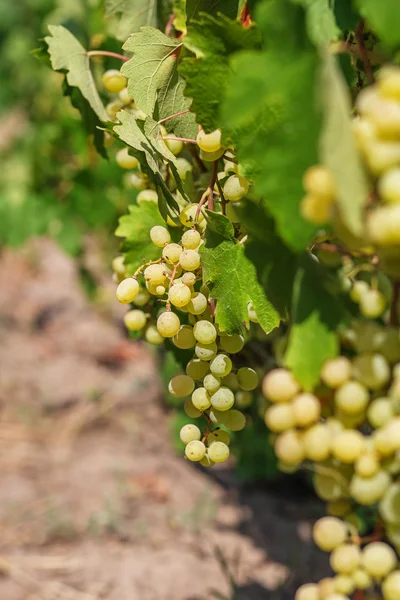 Grand Bouquet Raisins Blancs Est Suspendu Une Vigne Raisins Mûrs — Photo