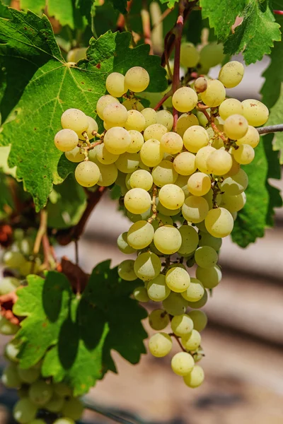 Dojrzałe winogrona z zielonymi liśćmi. — Zdjęcie stockowe