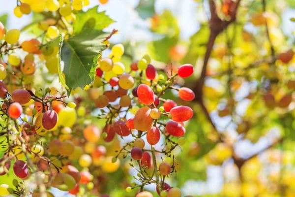 Ruby Seedless Grape — Stock Photo, Image