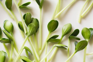 Balkabağı mikroçerezleri. Mikroçimler filizleniyor. Evde tohum yetiştirme. Vejetaryen ve sağlıklı beslenme konsepti. Fışkırtılmış pepita tohumları, mikro yeşiller. Yeşilleniyorlar. Yeşil yaşam konsepti. Organik yiyecekler