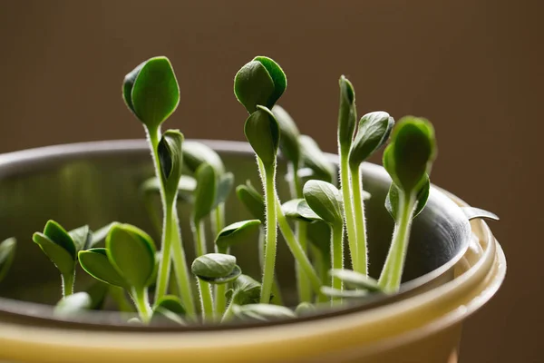 Microverdes Abóbora Microgreens Brotantes Germinação Sementes Casa Vegan Conceito Alimentação — Fotografia de Stock