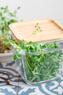 Tohumlu ve köklü bezelye mikroçerezleri. Bezelye tohumu. Mikro yeşillikler serpiyor. Evde tohum yetiştirme. Vejetaryen ve sağlıklı beslenme konsepti. Yeşilleniyorlar. Yeşil yaşam konsepti. Organik yiyecekler.