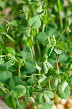 Tohumlu ve köklü bezelye mikroçerezleri. Bezelye tohumu. Mikro yeşillikler serpiyor. Evde tohum yetiştirme. Vejetaryen ve sağlıklı beslenme konsepti. Yeşilleniyorlar. Yeşil yaşam konsepti. Organik yiyecekler.
