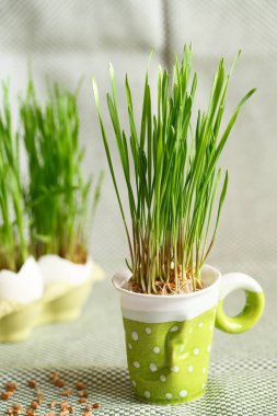 Yeşil seramik puantiyeli fincanda yeşil buğday filizleri. Paskalya süsleri. Paskalya yumurtası. Bahar kompozisyonu. Buğday otlu doğal Paskalya yumurtaları. Şık kırsal yaşam. Sıfır atık