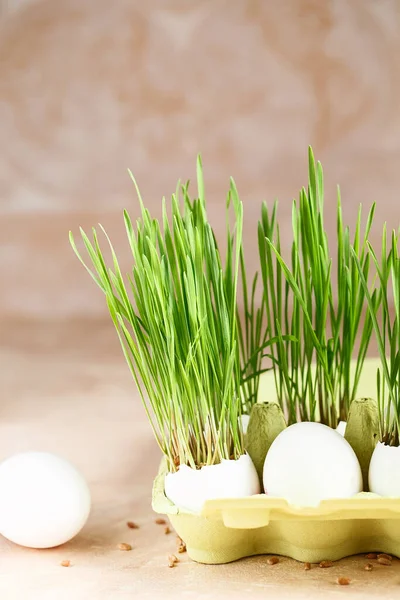 Green wheat sprouts in egg shells in a cardboard tray. Easter decorations. Easter egg. Spring composition. Natural Easter eggs with wheat grass. Stylish Rural still life. Zero waste concept