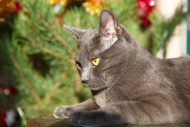 Mutlu Rus mavi kedisi Noel oyuncağıyla oynuyor. Noel sezonu, yeni yıl, tatiller ve kutlamalar. Evde oturan komik kedi. Yaramaz şirin kedi yavrusu. Noel kedisi.