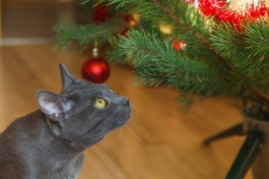 Mutlu Rus mavi kedisi Noel oyuncağıyla oynuyor. Noel sezonu, yeni yıl, tatiller ve kutlamalar. Evde oturan komik kedi. Yaramaz şirin kedi yavrusu. Noel kedisi.