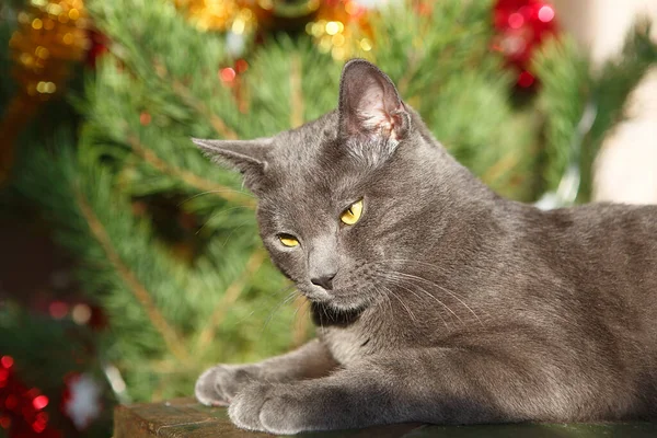 Happy russian blue cat plays with a Christmas toy. Christmas season, new year, holidays and celebration. Funny cat sitting at home. Naughty cute kitten. Christmas cat.