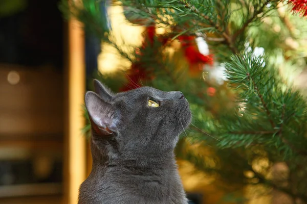 幸せなロシアの青い猫はクリスマスのおもちゃで遊ぶ クリスマスシーズン 休日やお祝い 面白い猫が家に座っている 可愛い子猫ちゃん クリスマス猫 — ストック写真