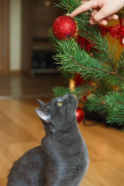 Happy russian blue cat plays with a Christmas toy. Christmas season, new year, holidays and celebration. Funny cat sitting at home. Naughty cute kitten. Christmas cat.