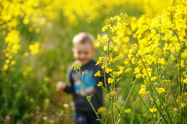 Boy running in a field of blooming yellow colza Royalty Free Stock Images