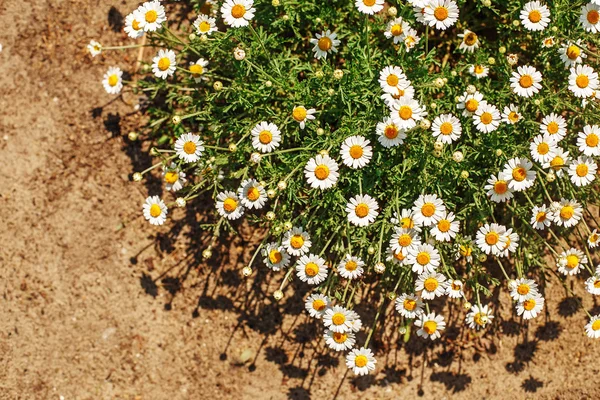 Camomilla fiori farmacia — Foto Stock