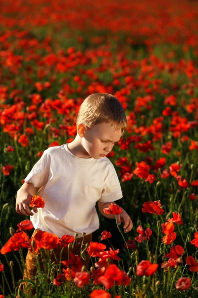 Milý chlapeček s Makový květ na makovém poli na Letních eveni — Stock fotografie