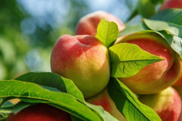 Ripe sweet peach fruits growing on a peach tree branch — Stock Photo, Image