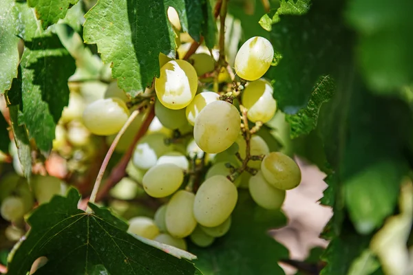 Duży pęczek białych winogron na wino powiesić z winorośli. Produkcja wina — Zdjęcie stockowe