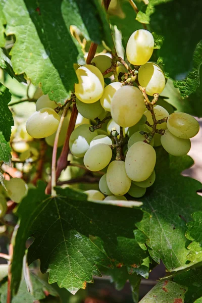 Un grand bouquet de raisins blancs est suspendu à une vigne. Viticulture — Photo