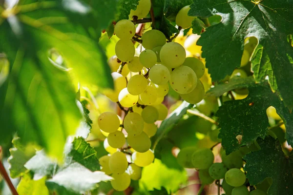 Un grand bouquet de raisins blancs est suspendu à une vigne. Viticulture — Photo