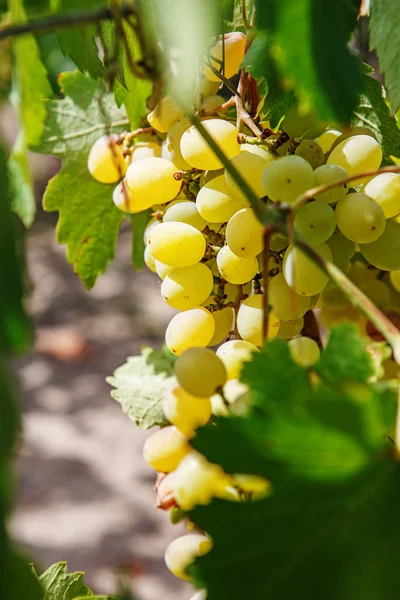 Grote bos van witte wijn druiven hangen van een wijnstok. Wijnbereiding — Stockfoto