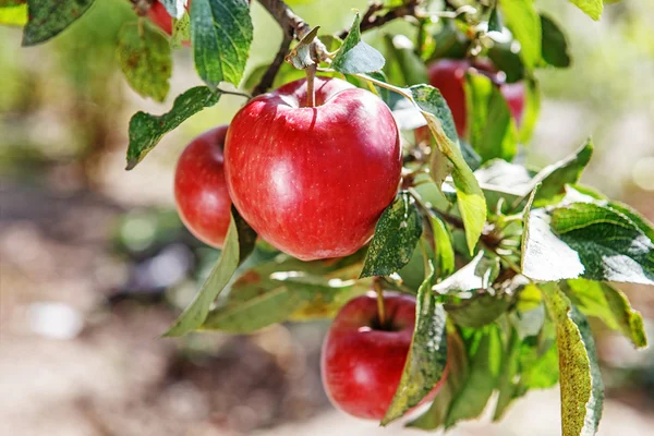 Reife süße Apfelfrüchte wachsen auf einem Ast des Apfelbaums — Stockfoto