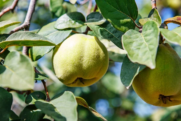 Ripening sweet quince fruits growing on a quince tree branch — Stock Photo, Image