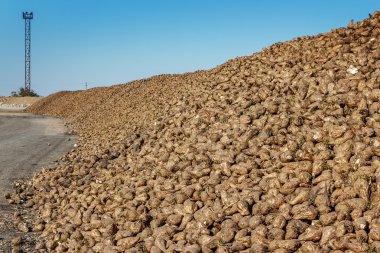 Şeker pancarı yığın işleme tesisi productio için önce