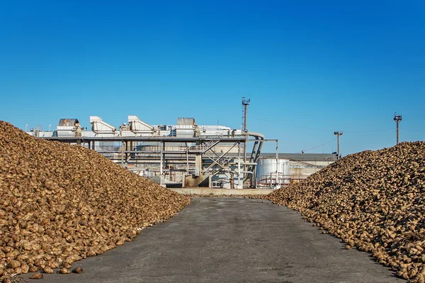 Pila di barbabietola da zucchero del campo dopo il raccolto prima della lavorazione — Foto Stock