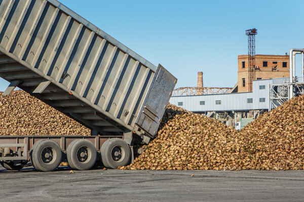 sugar beet harvest - truck waiting in front of off-loaded beet