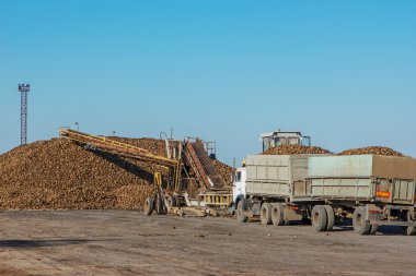 Şeker pancarı hasat - Afganların pancar önünde bekleyen kamyon
