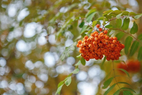 The fruits of mountain ash hanging in clusters on the branches o — Stock Photo, Image