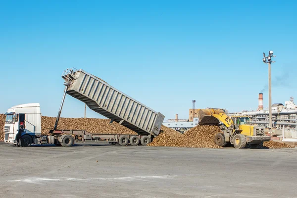 Front-end loader in actie op het laden van suikerbieten op een sug — Stockfoto