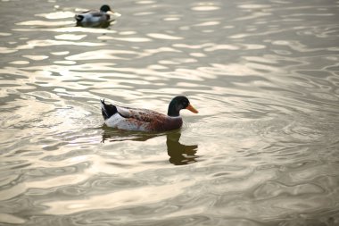 -Yeşil başlı ördek