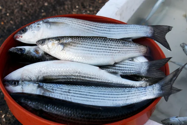   Taze deniz balığı.