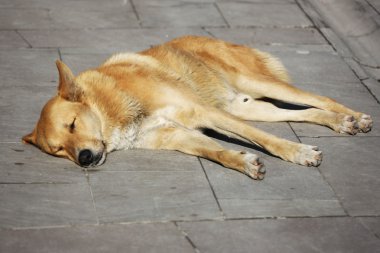 Köpek kaldırımda uyuyor.