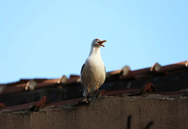 Gaviotas de techo y cielo —  Fotos de Stock