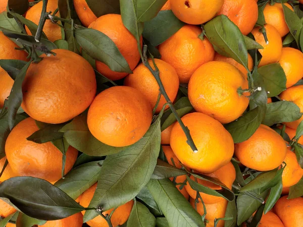 Bovenaanzicht Van Een Bos Verse Mandarijnen Sinaasappels Met Groene Bladeren — Stockfoto