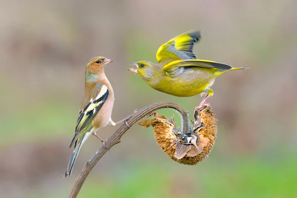 Grünfink und Buchfink — Stockfoto