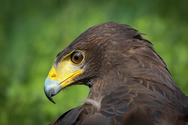 Harris Hawk — Stock Photo, Image