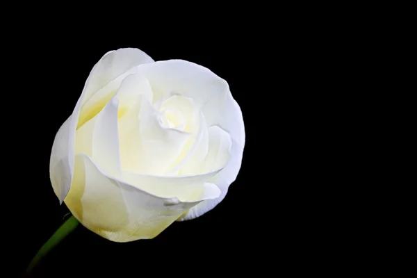 White rose — Stock Photo, Image