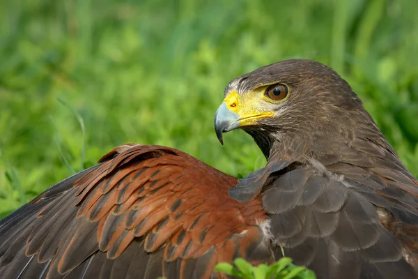 Harris Hawk — Stock Photo, Image